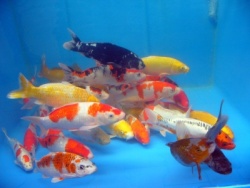 Koi Haendler